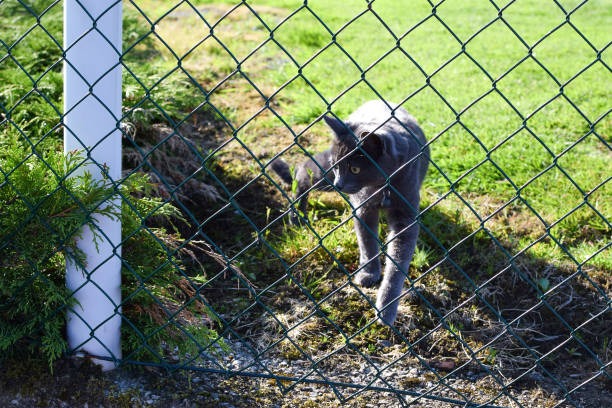 Environmental Impact of Fencing What to Know Before Making a Choice